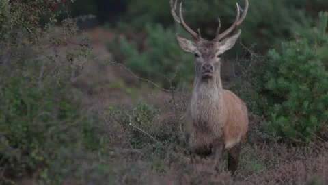 Red Deer (Cervus elaphus) young stag walks towards camera Stock Footage 205515916