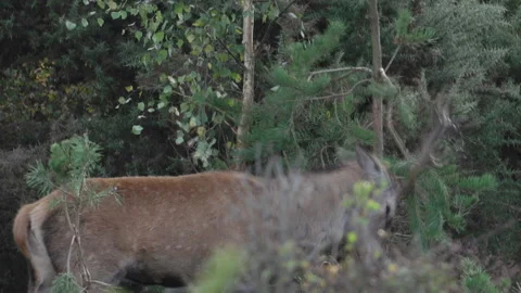 Red Deer (Cervus elaphus) young stag thrashing antlers on a tree Stock Footage 205517248