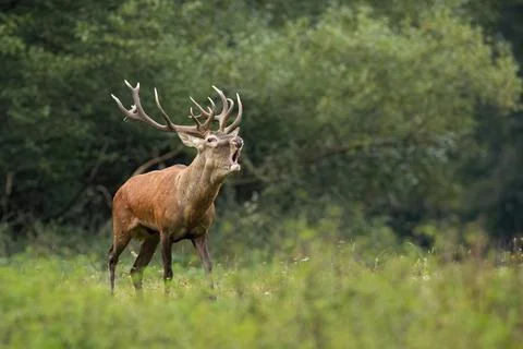 Red deer challenging on meadow in autumn mating season Stock Photos