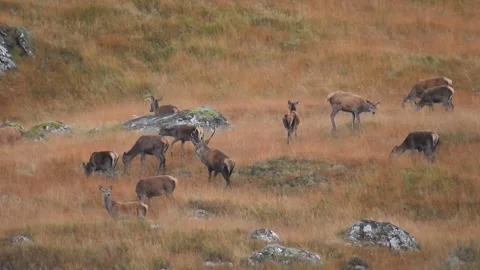 Red Deer. Checking the ladies Cervus elaphus 3210-1P Stock Footage 139222974