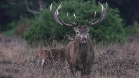 Red Deer checking for responsive hinds - Flehman responce -Cervus elaphus Stock Footage 201284195