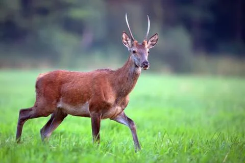 Red deer in a clearing Stock Photos