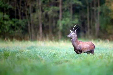 Red deer in a clearing Stock Photos