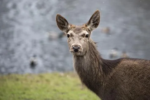 Red deer in a clearing Foto stock