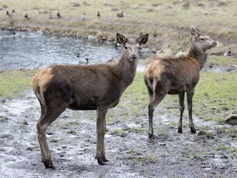 Red deer in a clearing Stock Photos
