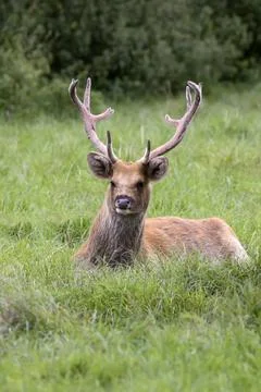 Red deer in a clearing Stock Photos