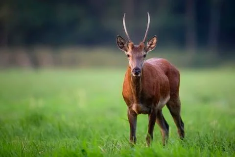 Red deer in a clearing, in the wild Stock Photos