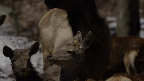 Red deer close up of herd faces Stock Footage 106583652