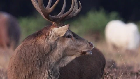 Red Deer Close up lip curl - Flehman responce - Cervus elaphus Stock Footage 201284188