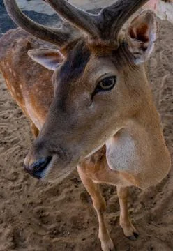 Red deer close-up, looking at the camera with sad eyes Stock Photos