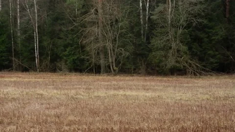 Red deer come out of the forest Stock Footage 167416014