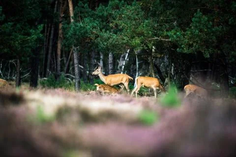 Red deer doe with drinking calf at edge of forest. National Park Hoge Veluwe. Stock Photos