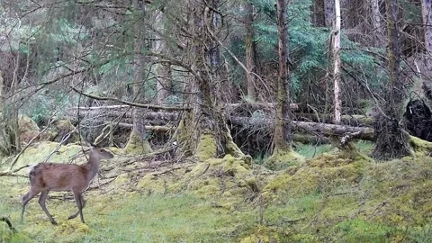 Red Deer Doe, Fawn Sporting White Spots and Yearling Walking Through Woodland Vídeos de archivo 340459914