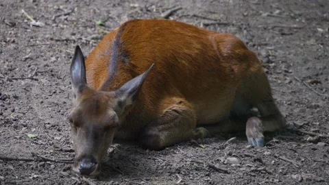 A red deer doe Video stock 277231088