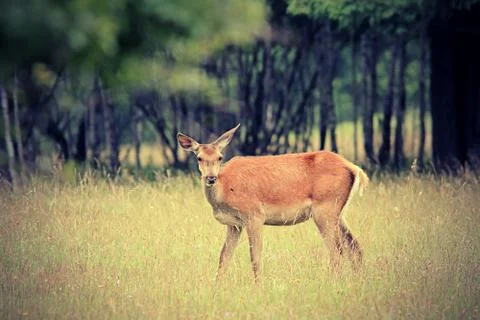 Red deer doe in the forest looking towards the camera ( Cervus elaphus female Foto stock