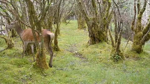 Red Deer Doe with Large Cutaneous Fibroma in Scottish Highlands, Isle of Skye Vídeos de archivo 340456847