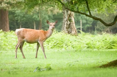 Red deer doe Stock Photos