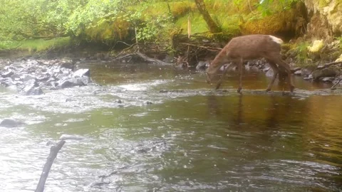 Red Deer does bambi and slips onto its bottom when crossing river. Isle of Skye Stock-Footage 248160525