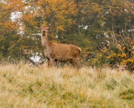 Red deer does during the rutting season at Tatton Park, Knutsford, Cheshire, Stock Photos