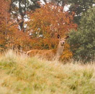 Red deer does during the rutting season at Tatton Park, Knutsford, Cheshire, Stock Photos