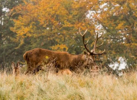 Red deer does during the rutting season at Tatton Park, Knutsford, Cheshire, Stock Photos