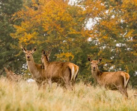 Red deer does during the rutting season at Tatton Park, Knutsford, Cheshire, Stock Photos