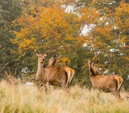 Red deer does during the rutting season at Tatton Park, Knutsford, Cheshire, Stock Photos