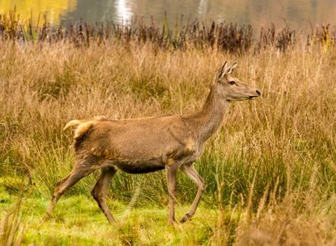 Red deer does during the rutting season at Tatton Park, Knutsford, Cheshire, Stock Photos
