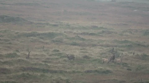 Red deer on the dunes, Cervus elaphus, Thy National Park Stock Footage 118465935