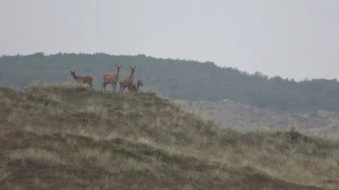Red deer on the dunes, Cervus elaphus, Thy National Park Video stock 118465991