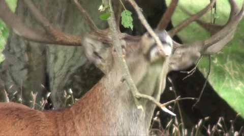 Red deer eating Stock Footage 908304