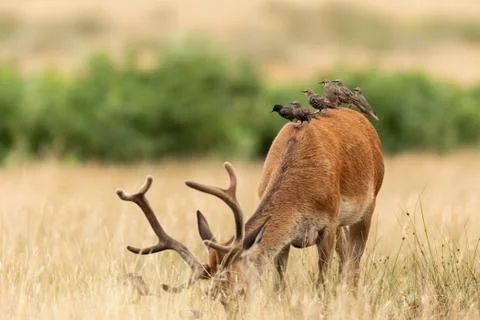 Red deer in the england forest Stock Photos