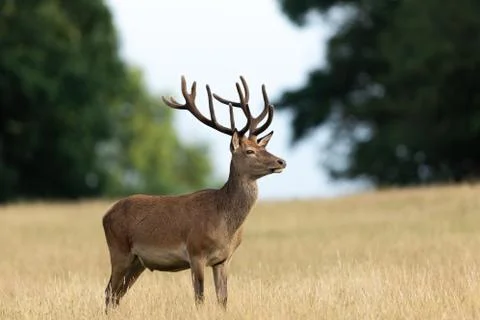 Red deer in the england forest Stock Photos