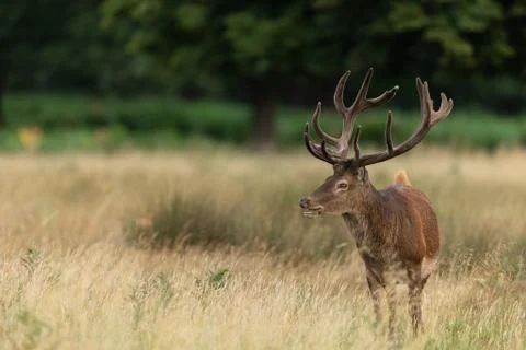 Red deer in the england forest Stock Photos