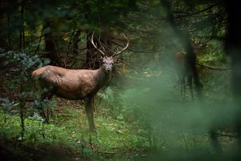 Red deer facing the camera in fresh forest in summertime Stock Photos