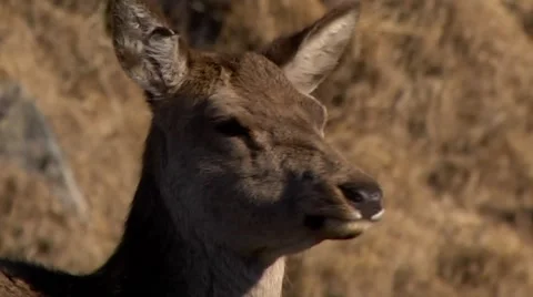 RED DEER FEMALE CLOSE UP 库存影片 43478336