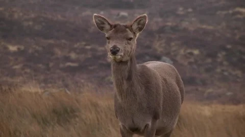 RED DEER FEMALE Stock Footage 43474870