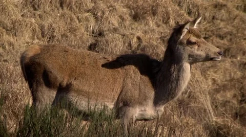 RED DEER FEMALE Stock Footage 43477141