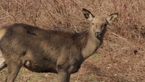 Red deer, female Video stock 77191397