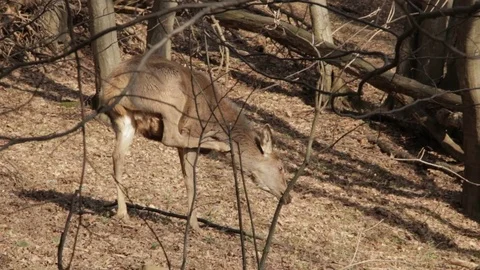 Red deer, female, in forest Video stock 77203035