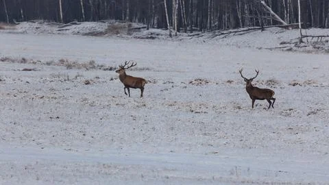 Red deer on the field after the first snowfall. Stock Photos
