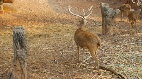 Red deer in field Video stock 61115825