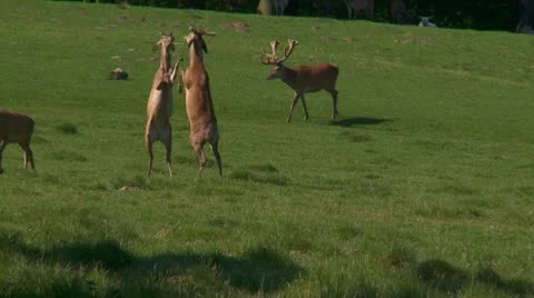Red deer fighting slow motion Video stock 11128904