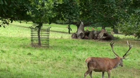Red deer Stock Footage 834373