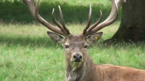 Red deer Stock Footage 879183