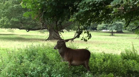 Red deer  Stock Footage 908651