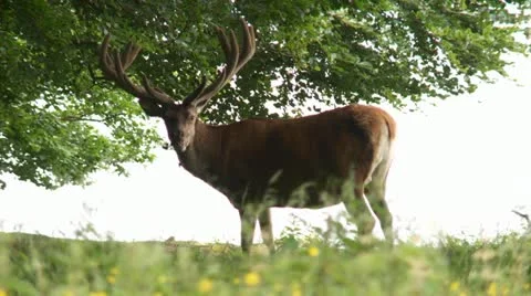 Red deer Stock Footage 11397139