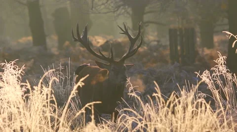 Red deer Stock Footage 45426312