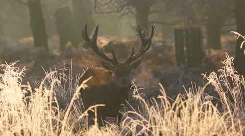 Red deer Stock Footage 45426320