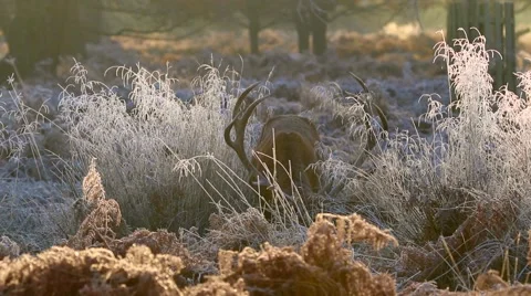 Red deer Stock Footage 45426322